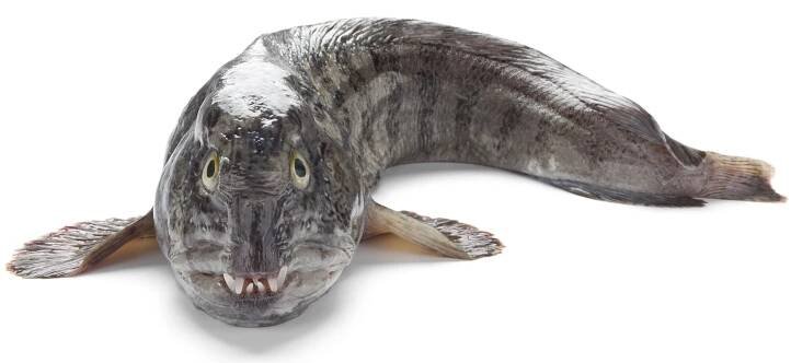Wolffish on white background