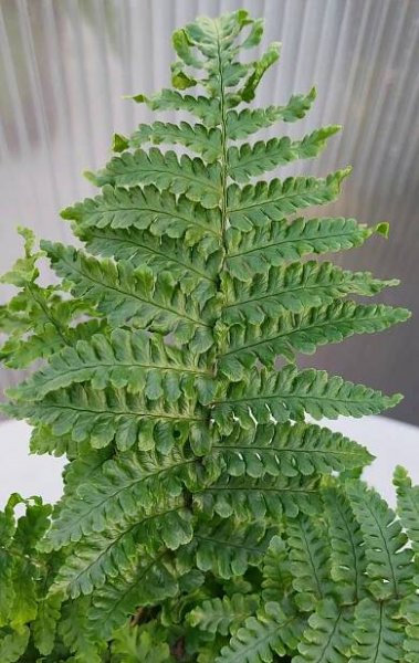 Mraz. kapradí Dryopteris affinis 'Crispa'