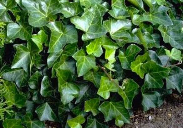 Closeup of English ivy leaves.