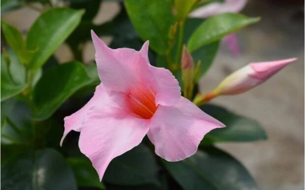 Mandevilla sundaville