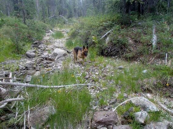 VHM German Shepherd Dogs