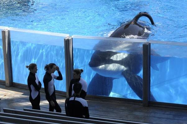 An orca at SeaWorld