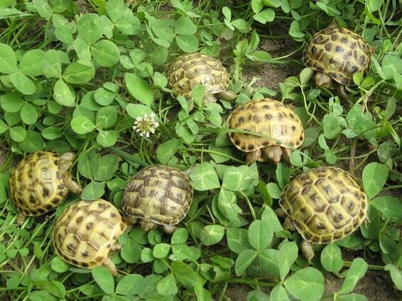 Marginata | Testudo horsfieldii – želva stepní