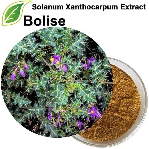 Extrakt Solanum Xanthocarpum