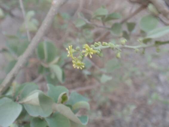 Tinospora cordifolia – eFlora of India