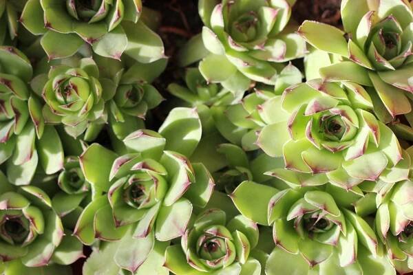 Sempervivum tectorum descripción