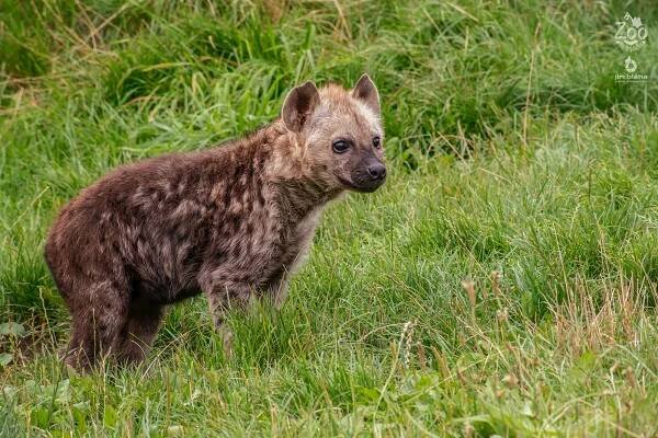 HYENA SKVRNITÁ (Crocuta crocuta) (zoonahradecku.cz)