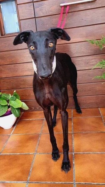 FREYA | Adopce chrtu