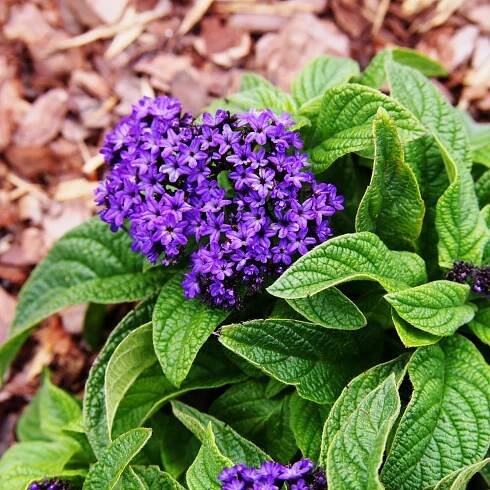 Otočník stromovitý Marine – Heliotropium arborescens – semena exotických rostlin