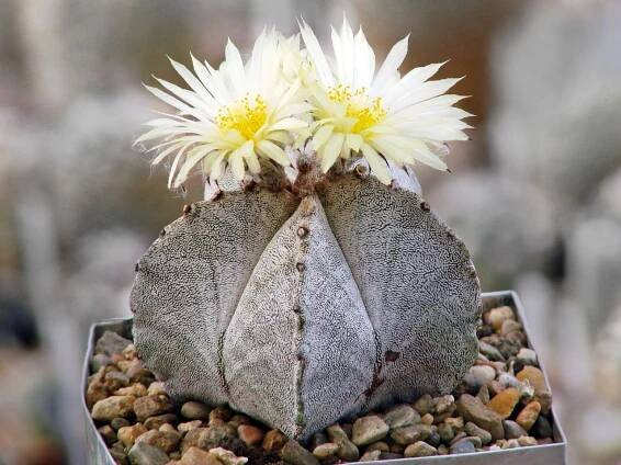 Jak Astrophytum kvete?