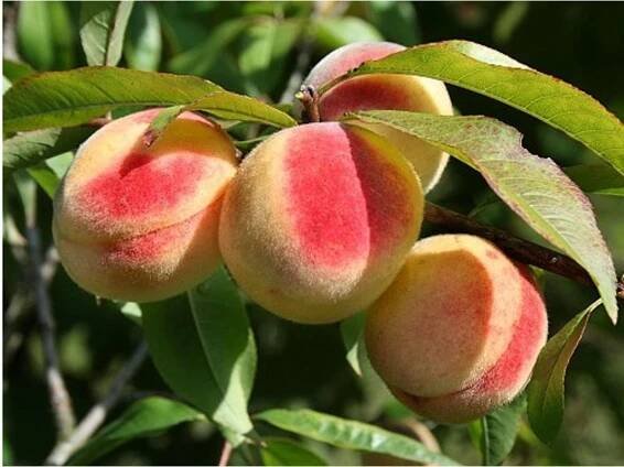 Broskvoň 'White Peach'