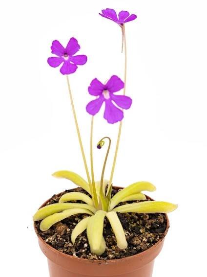 Pinguicula x Anna