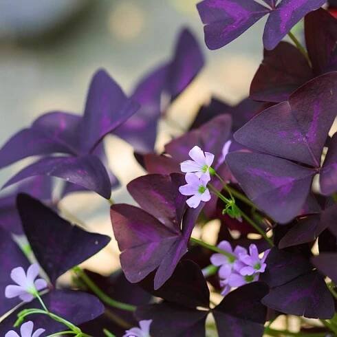 Caring For Oxalis Plants Outside: How To Grow Oxalis In The Garden
