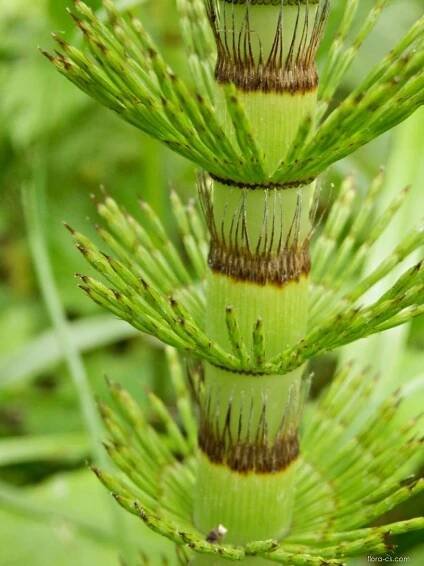 Přeslička největší (Equisetum telmateia)