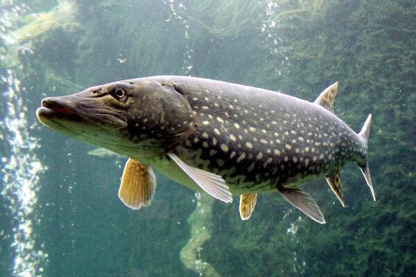 angler Archives - Fergus/Elora - Grand and Gorgeous