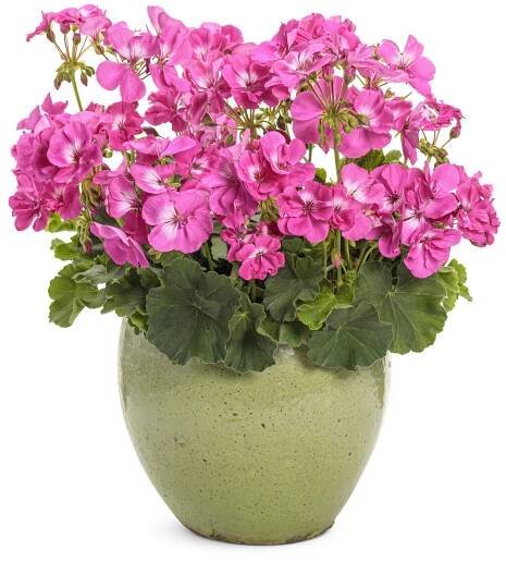 Boldly® Hot Pink - Geranium - Pelargonium interspecific | Proven Winners