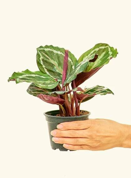 Calathea Medallion in a 4 inches grow pot