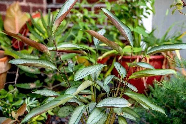 Ctenanthe setosa grey star plant with thin stems and thick clustered leaves in garden