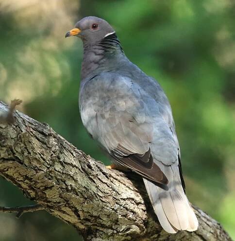Pigeons - San Fernando Valley Audubon Society