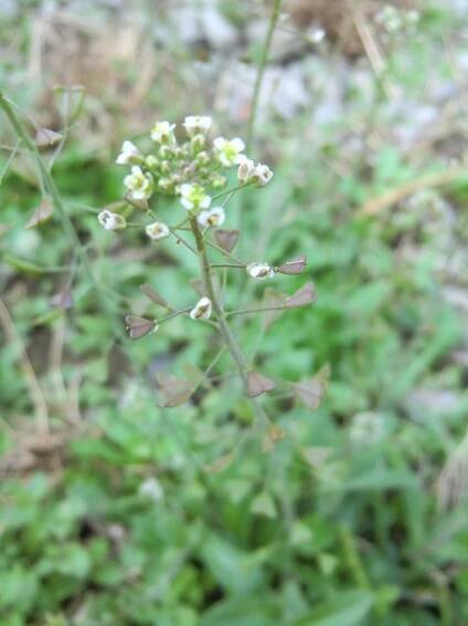 Kokoška pastuší tobolka - Capsella bursa-pastoris :: Rostliny lučních a pastevních porostů významné pro výživu a zdraví