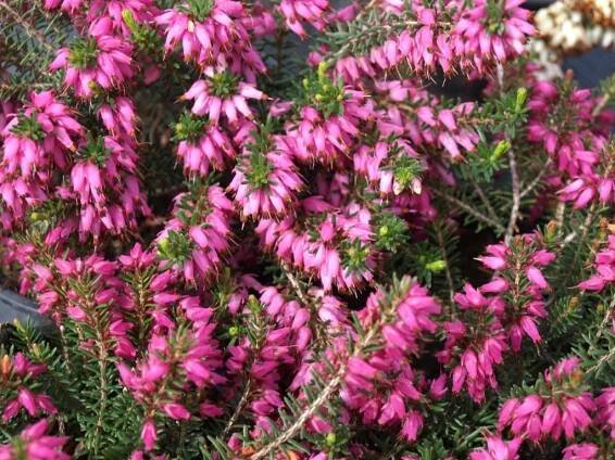 Erica carnea Challenger- růžovočervená Vřesovec pleťový Challenger - PRODEJ ROSTLIN