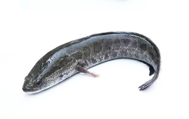 hadohlavci