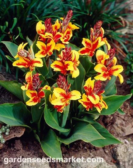 Reine Charlotte canna lilie
