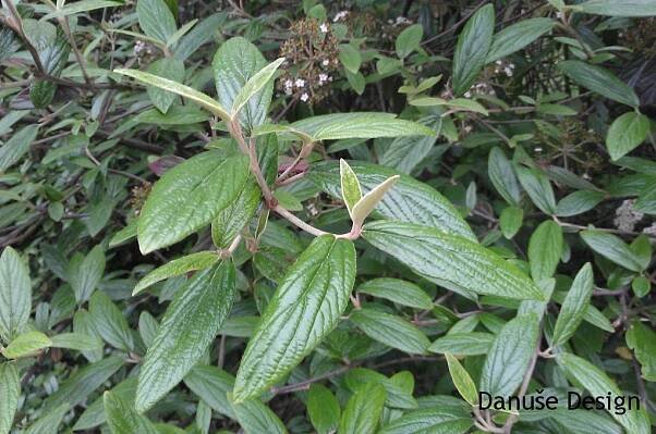 Viburnum pragense1