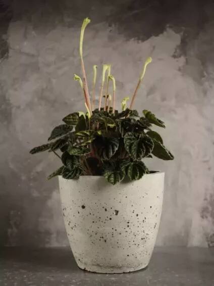 PEPEROMIA CAPERATA "LILIAN"