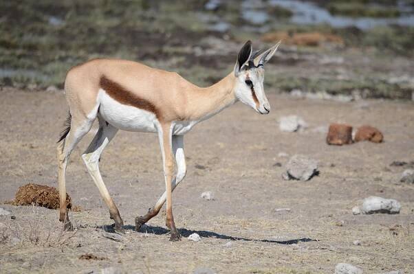 Gazela, Antilopa, Etosha, Afrika
