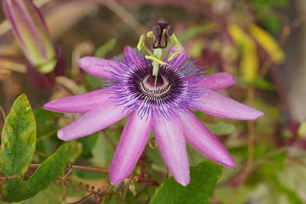 Passiflora 'Amethyst'