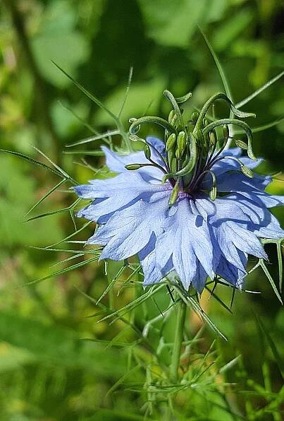 KORZYŚCI Z OLEJU Z NASION – Nigella Sativa