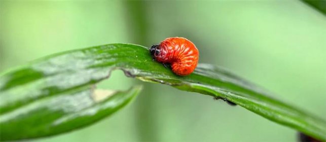 Larva chřestovníčka liliového