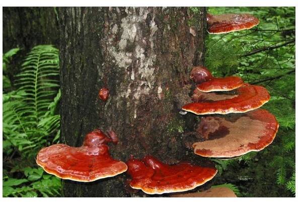 Ganoderma-Cordyceps - Tradiční čínská medicína