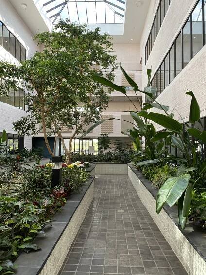 The atrium area of Laura's office building with many green plants and a big tree in the middle.