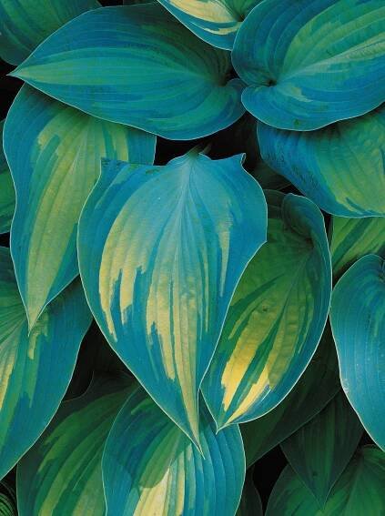 Hosta leaves close up