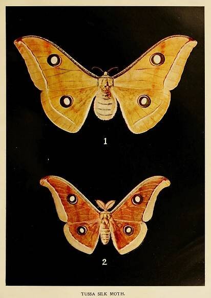 Antheraea paphia
