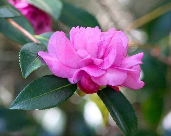 Camellia flowers are fragrant autumn blooms.