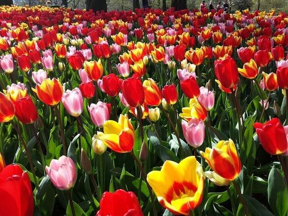 Keukenhof, Tulipán Postel, Tulipán