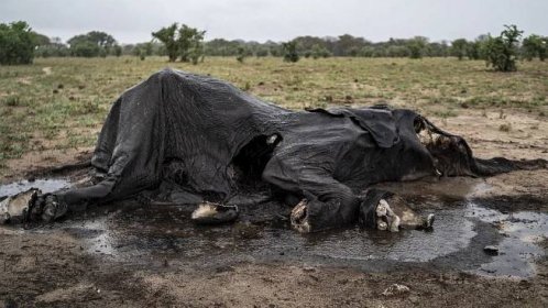 Srdcervoucí snímky ze Zimbabwe: Sucho způsobilo velký úhyn slonů - Seznam Zprávy