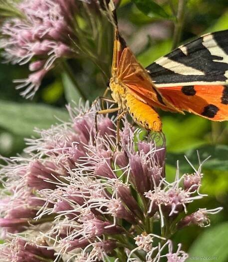 Sadec konopáč (Eupatorium cannabinum)