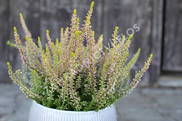 Vřes obecný 'Golden Angie' (Garden girls®) - Calluna vulgaris 'Golden Angie' (Garden girls®)