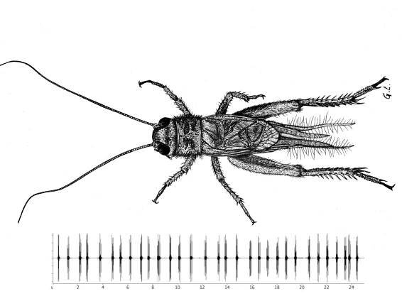 Ekhöfts Heuschrecken – Ekhöft
