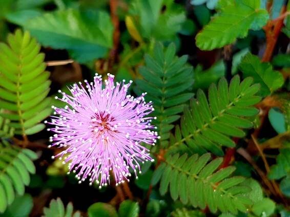 Citlivka stydlivá (Mimosa pudica) z čeledi Mimosaceae – Wan Fahmy Redzuan / Shutterstock