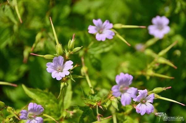 Geranium nodosum | Perenniculum