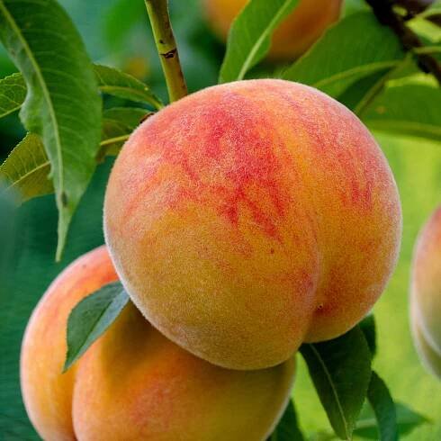 Growing Deciduous Fruit Trees in the Desert