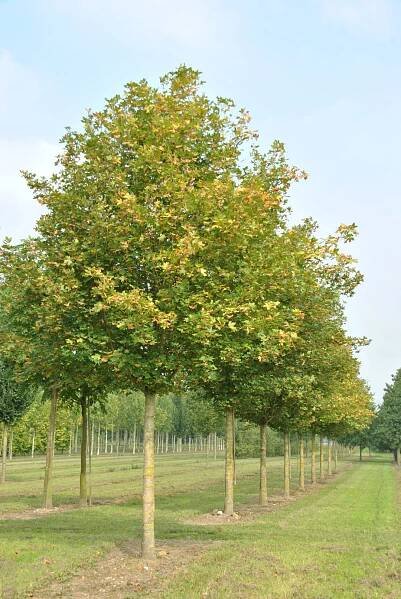 Acer campestre 'Huibers Elegant'
