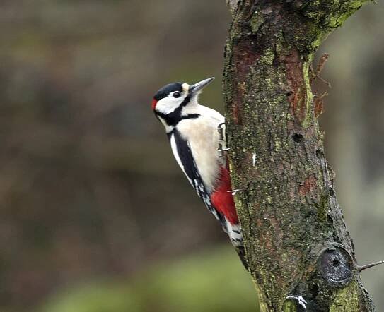 Why don’t woodpeckers get headaches when drumming? - Discover Wildlife