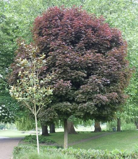 Acer platanoides 'Crimson Sentry'