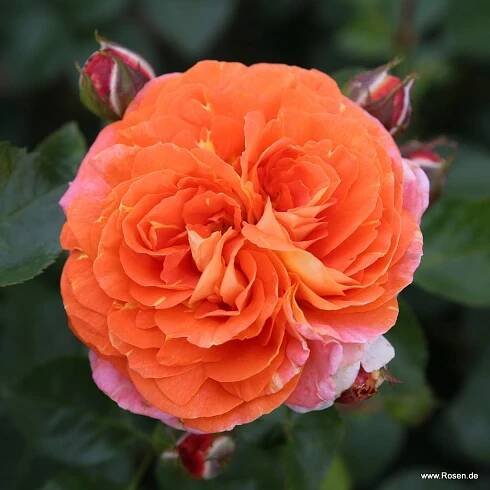 ROSA KORDES, Samba® - Obrázek 5